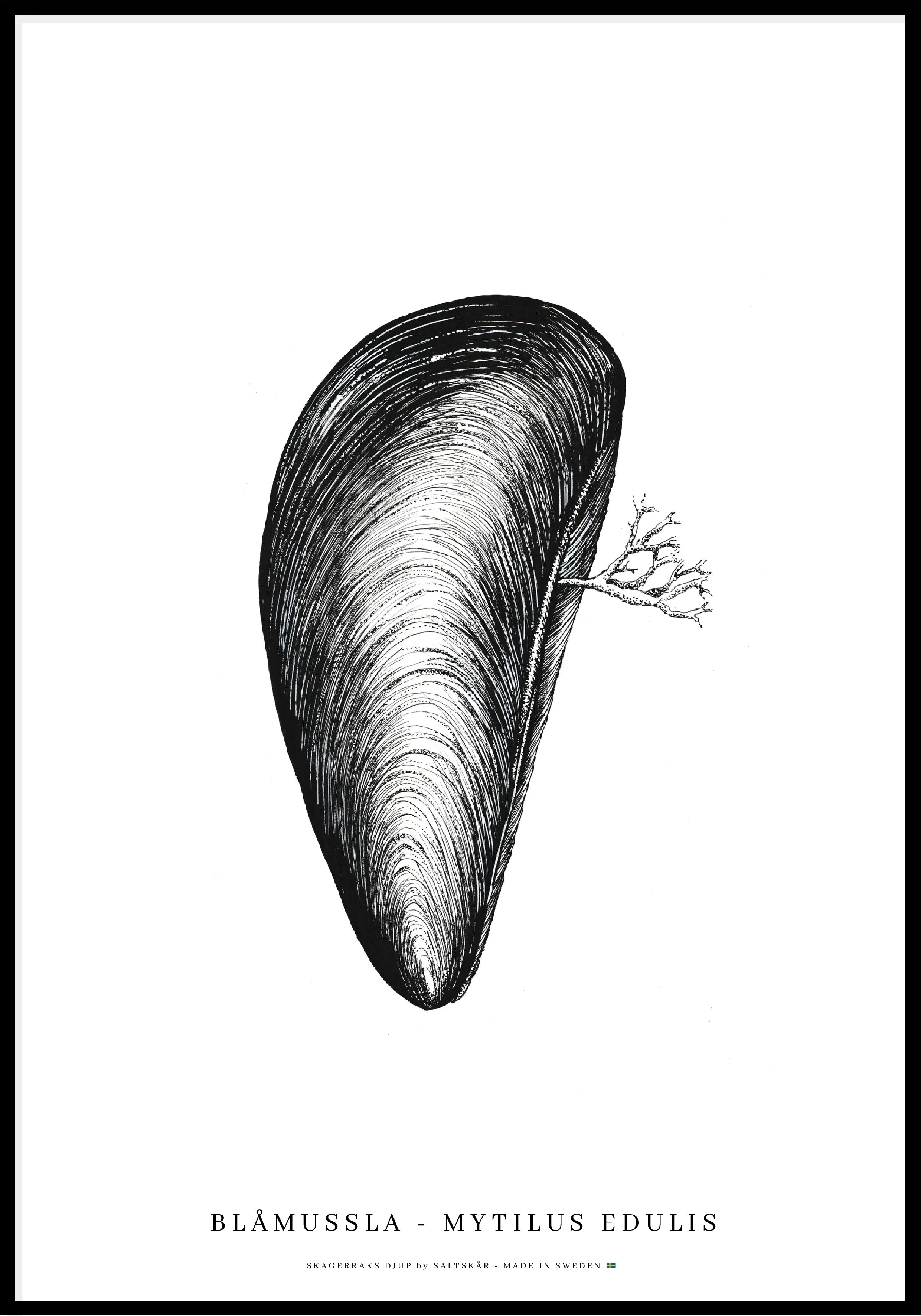 Blåmussla Poster